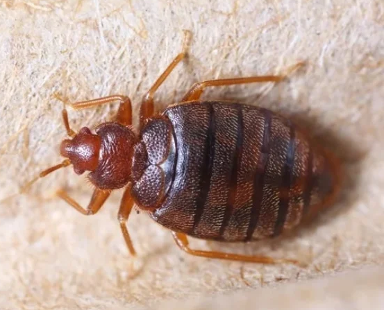 Bed Bug Adult