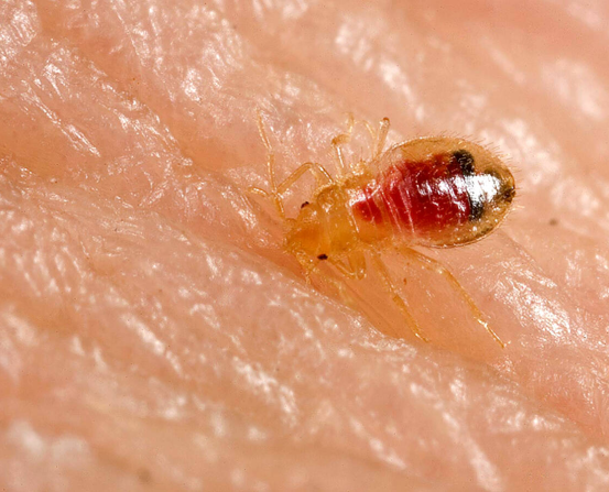 Bed Bug Nymph